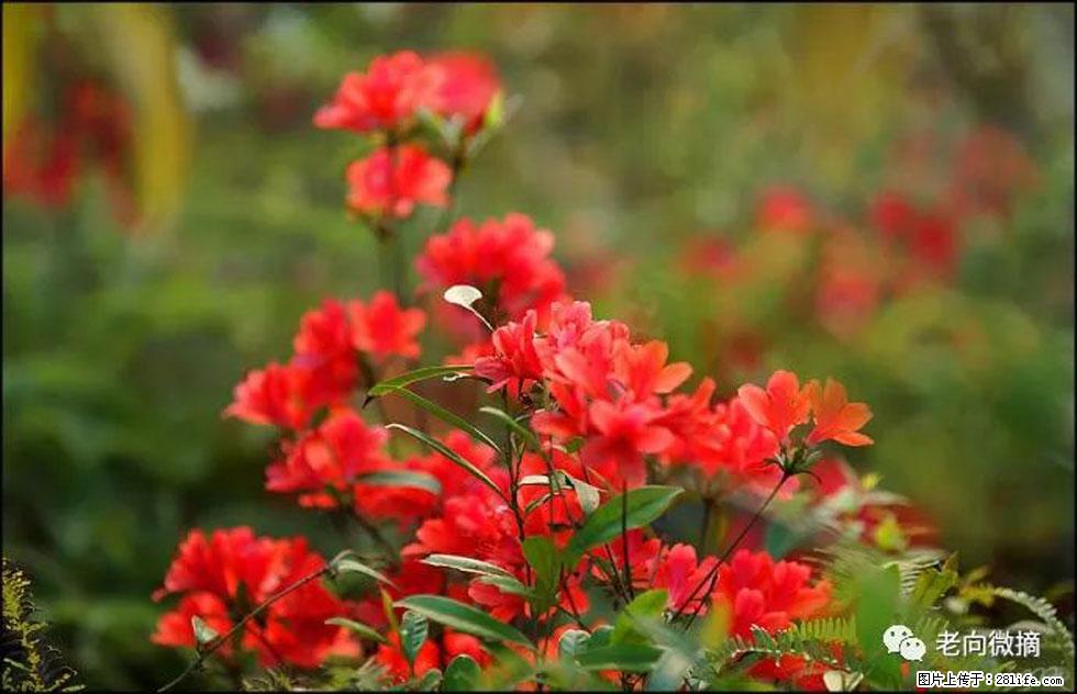 【春天,广西桂林灌阳县向您发出邀请!】登麒麟山,相约映山红 - 游山玩水 - 乌鲁木齐生活社区 - 乌鲁木齐28生活网 xj.28life.com