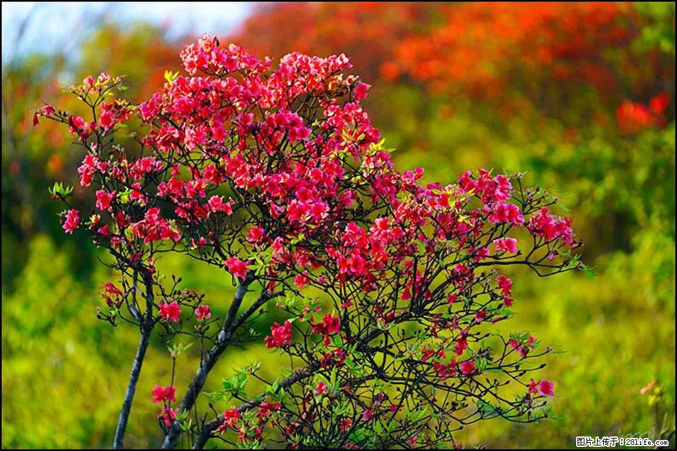 【春天，广西桂林灌阳县向您发出邀请！】春木界上映山红 - 游山玩水 - 乌鲁木齐生活社区 - 乌鲁木齐28生活网 xj.28life.com