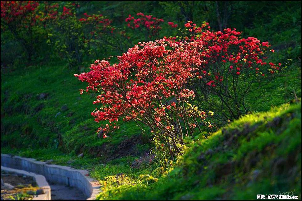 【春天，广西桂林灌阳县向您发出邀请！】春木界上映山红 - 游山玩水 - 乌鲁木齐生活社区 - 乌鲁木齐28生活网 xj.28life.com