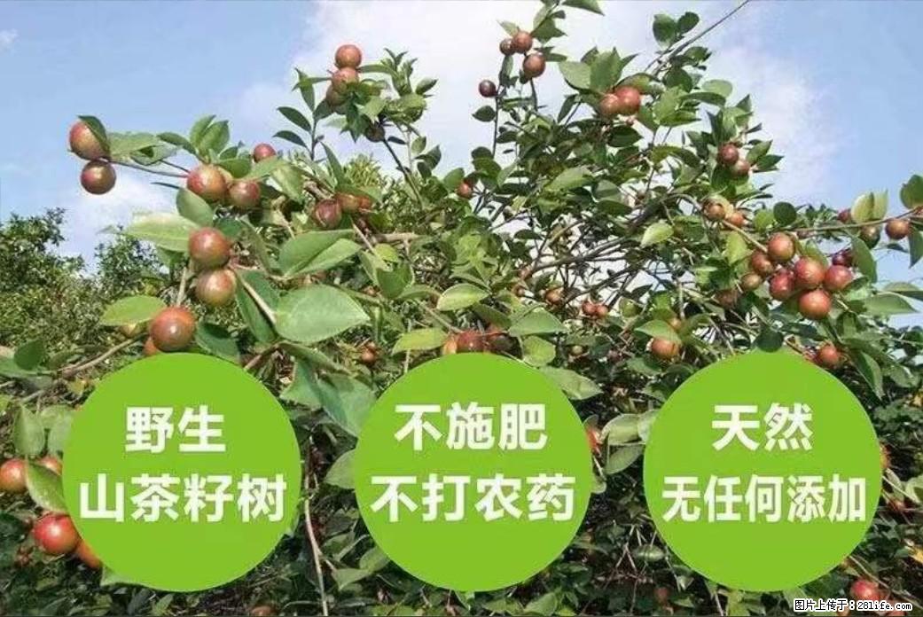 【灌阳县油茶产业示范区】一个有着充实的精神生活的人,对待身外之物自会有一种淡泊的态度 - 土特产 - 饮食特产 - 乌鲁木齐分类信息 - 乌鲁木齐28生活网 xj.28life.com