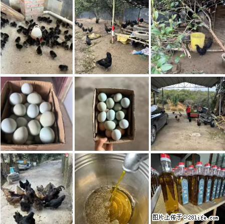 油茶园从小鸡仔开始养起的纯土鸡、土鸡蛋可以预定啦!还有前几天刚榨的纯山茶油哦 - 土特产 - 饮食特产 - 乌鲁木齐分类信息 - 乌鲁木齐28生活网 xj.28life.com