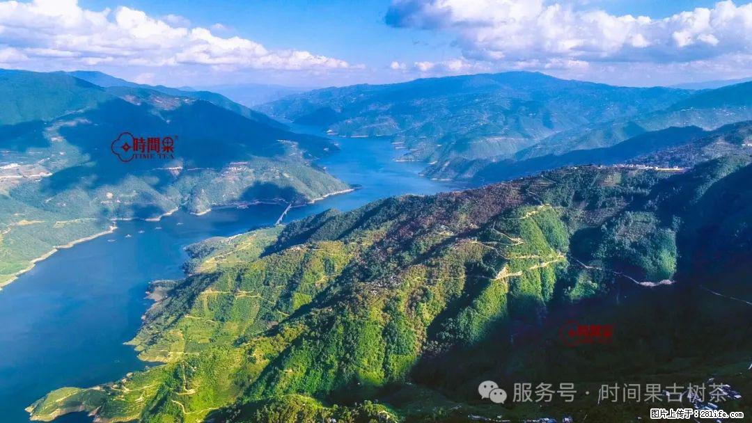 时间果百年古树龙珠普洱生茶 - 购物交流 - 乌鲁木齐生活社区 - 乌鲁木齐28生活网 xj.28life.com