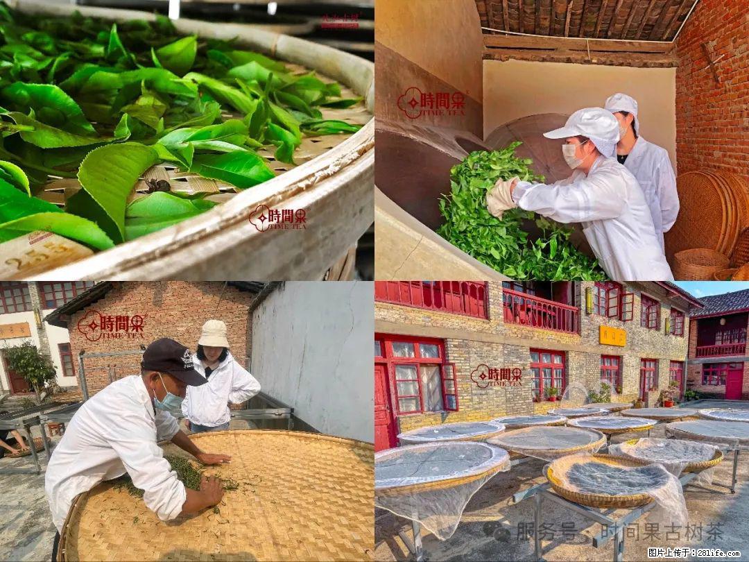 时间果百年古树龙珠普洱生茶 - 购物交流 - 乌鲁木齐生活社区 - 乌鲁木齐28生活网 xj.28life.com