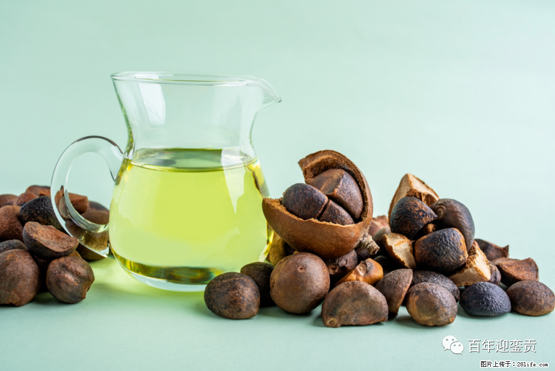 揭秘茶油的5大核心营养成分!被称为人体健康的“守护盾”! - 乌鲁木齐生活资讯 - 乌鲁木齐28生活网 xj.28life.com
