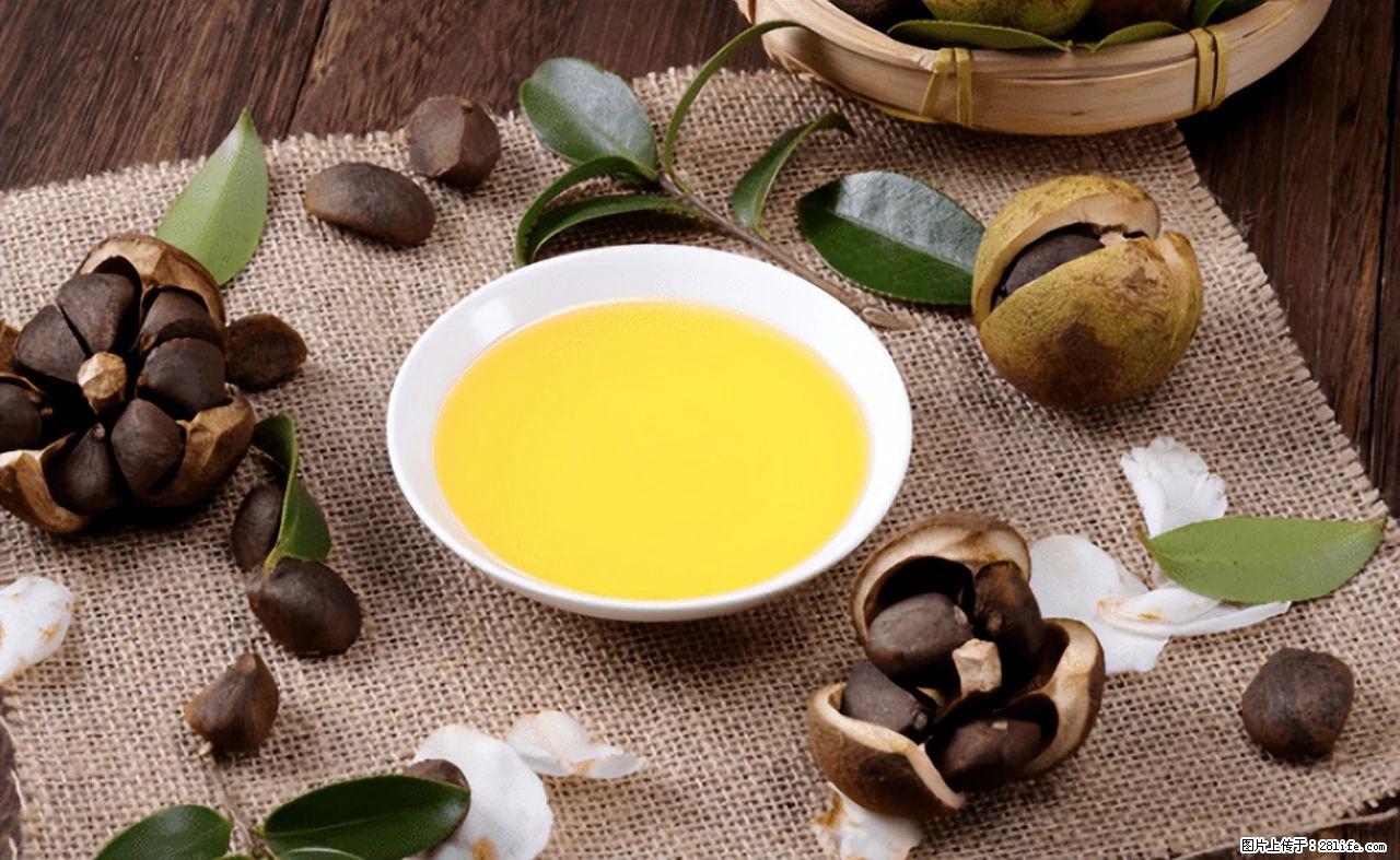 揭秘茶油的5大核心营养成分!被称为人体健康的“守护盾”! - 乌鲁木齐生活资讯 - 乌鲁木齐28生活网 xj.28life.com