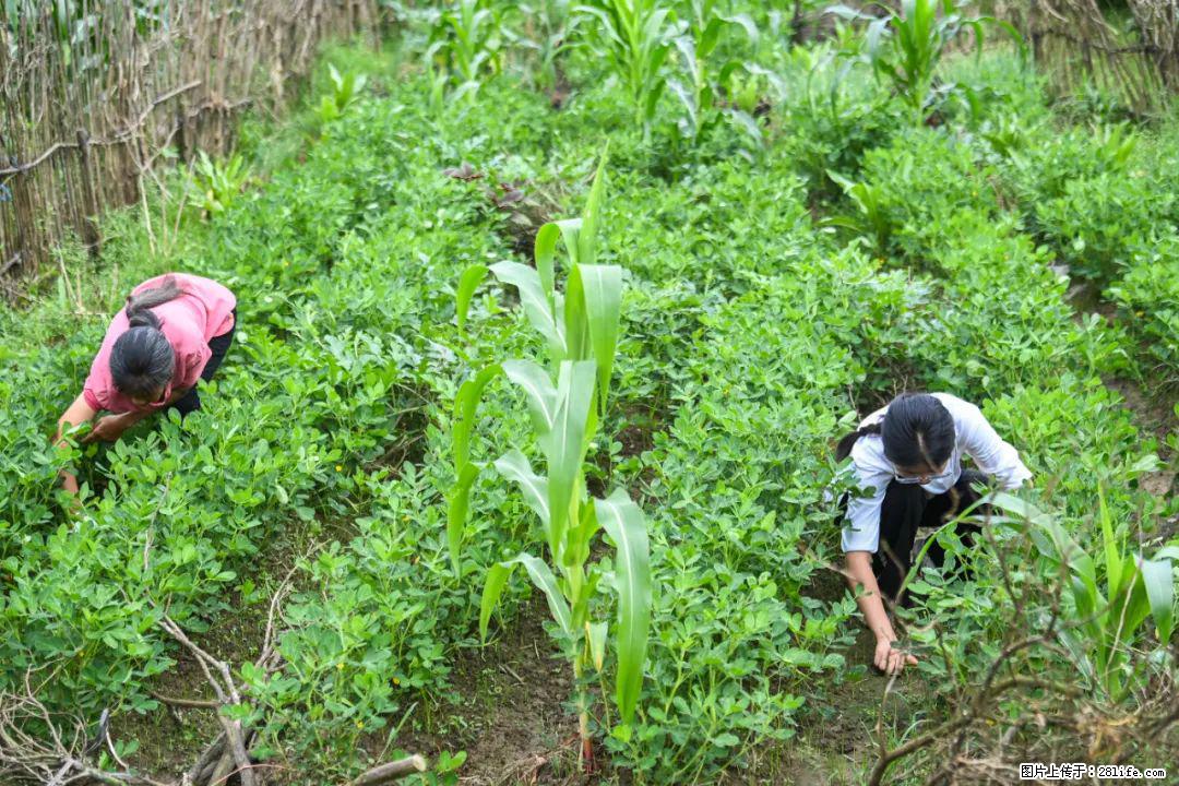 全网追的“扁担女孩”,找了一份暑假工,时薪12元 - 乌鲁木齐生活资讯 - 乌鲁木齐28生活网 xj.28life.com