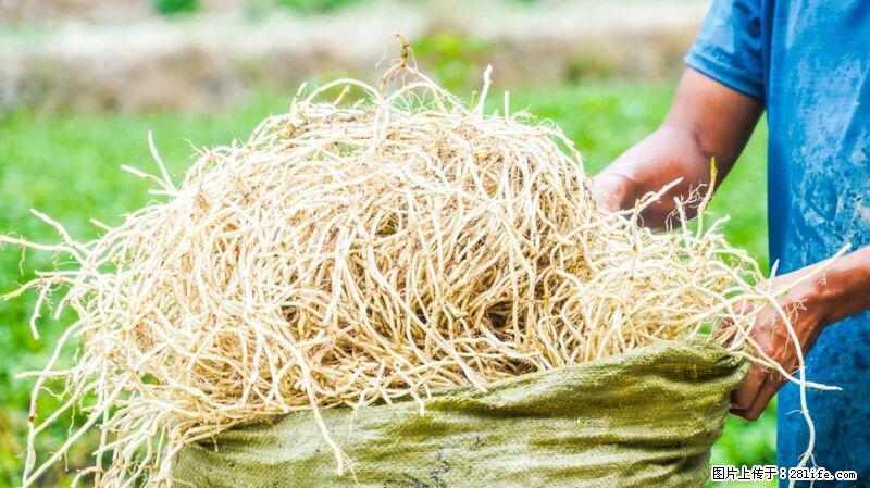 堪称“最难吃”的蔬菜,却是 “抗辐射神器”,还能护肺、清热、止咳化痰! - 乌鲁木齐生活资讯 - 乌鲁木齐28生活网 xj.28life.com