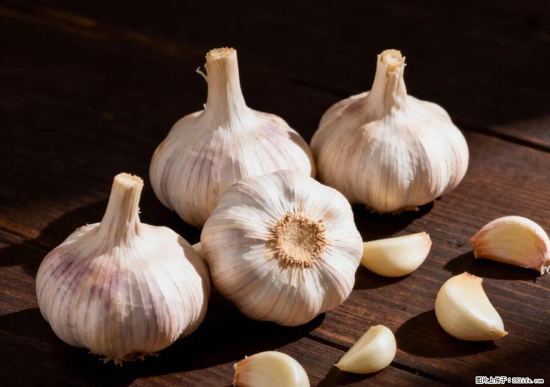 关于大蒜，除了“天然抗生素”，这4个谣言更该警惕! - 乌鲁木齐生活资讯 - 乌鲁木齐28生活网 xj.28life.com