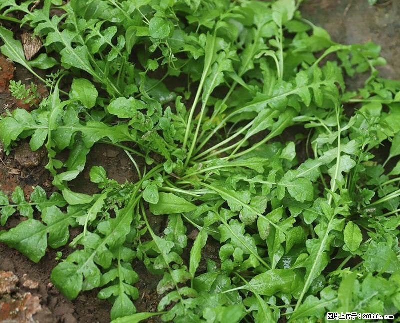 这些蔬菜是“天然钙片”，这6种被医生重点推荐 - 乌鲁木齐生活资讯 - 乌鲁木齐28生活网 xj.28life.com