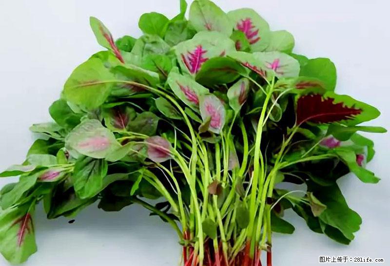 这些蔬菜是“天然钙片”，这6种被医生重点推荐 - 乌鲁木齐生活资讯 - 乌鲁木齐28生活网 xj.28life.com