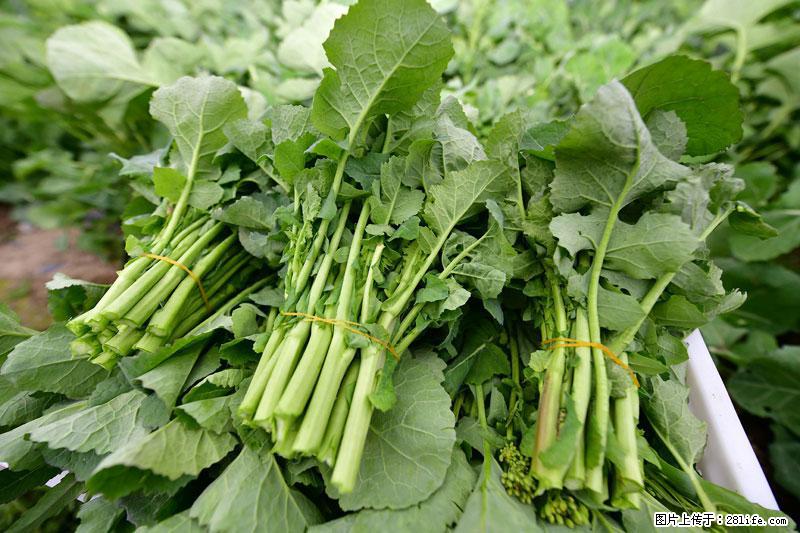 这些蔬菜是“天然钙片”，这6种被医生重点推荐 - 乌鲁木齐生活资讯 - 乌鲁木齐28生活网 xj.28life.com